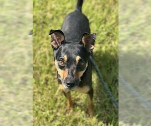 Chihuahua-Unknown Mix Dogs for adoption in Fort Lauderdale, FL, USA