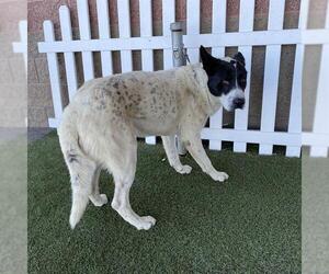 German Shepherd Dog-Texas Heeler Mix Dogs for adoption in Modesto, CA, USA