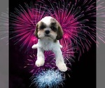 Small Photo #16 Shih Tzu Puppy For Sale in CLEARWATER, FL, USA