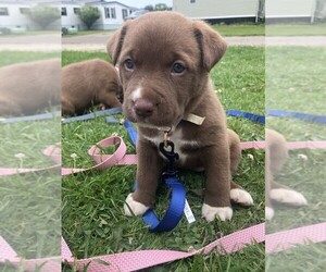 American Pit Bull Terrier-Siberian Husky Mix Puppy for sale in HAMBURG, NY, USA