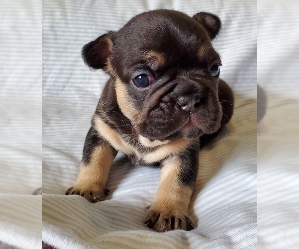 Medium Photo #1 French Bulldog Puppy For Sale in FRANKLINVILLE, NJ, USA