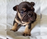 Small Photo #1 French Bulldog Puppy For Sale in FRANKLINVILLE, NJ, USA