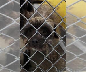 Cairn Terrier-Unknown Mix Dogs for adoption in Temple, TX, USA