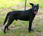 Small Photo #3 Australian Kelpie-Labrador Retriever Mix Puppy For Sale in Attalka, AL, USA