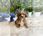 Small Photo #2 Cavapoo Puppy For Sale in INDIANAPOLIS, IN, USA