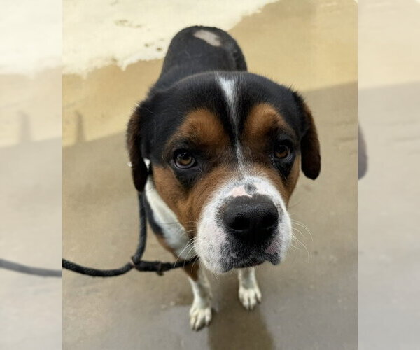Medium Photo #3 Mutt Puppy For Sale in Tarrytown, GA, USA