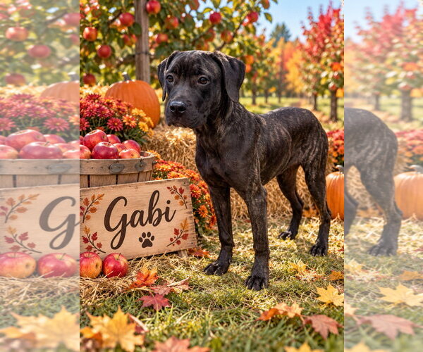 Medium Photo #1 Great Dane-Unknown Mix Puppy For Sale in Ball Ground, GA, USA