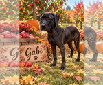 Gabi - Female Great Dane-Unknown Mix Dog for Adoption - Small photo