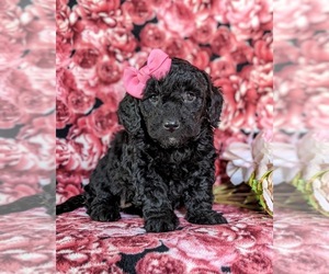 Goldendoodle-Poodle (Toy) Mix Puppy for sale in QUARRYVILLE, PA, USA