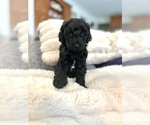 Small Photo #9 Goldendoodle Puppy For Sale in BUDD LAKE, NJ, USA