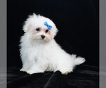 Small #2 Maltese