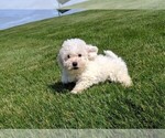 Small Photo #1 Bichon Frise Puppy For Sale in FREDERICKSBURG, OH, USA