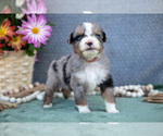 Small #1 Miniature Australian Shepherd
