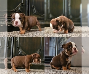 English Bulldog Puppy for Sale in SAN BERNARDINO, California USA