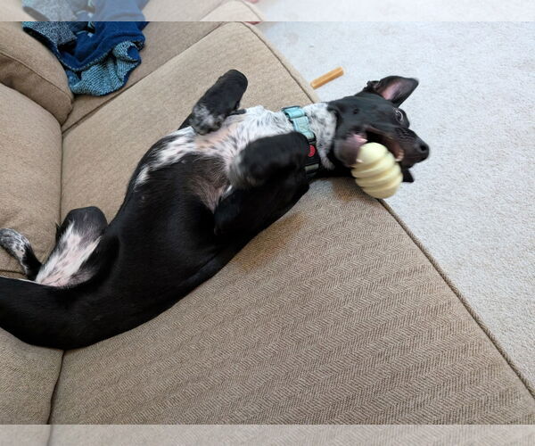 Medium Photo #5 Borador Puppy For Sale in Plainfield, IL, USA