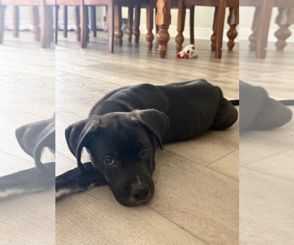 Medium Photo #3 Mutt Puppy For Sale in Orlando, FL, USA