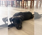 Small #2 Mutt