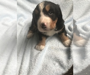 Bernese Mountain Dog Puppy for sale in CLARION, PA, USA