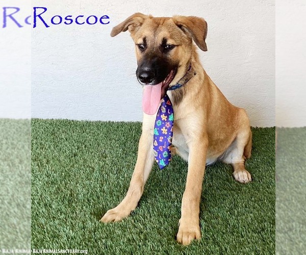 Medium Photo #4 Black Mouth Cur-Unknown Mix Puppy For Sale in San Diego, CA, USA