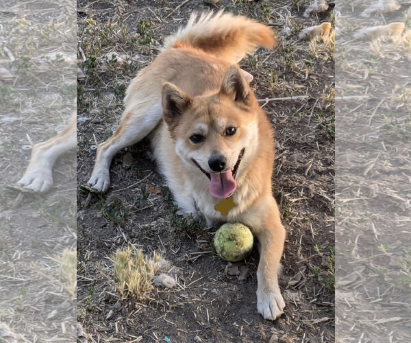 Medium Photo #4 Shiba Inu Puppy For Sale in Sandy, UT, USA