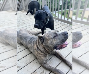 Mother of the Cane Corso puppies born on 06/13/2025