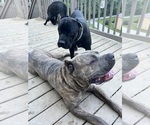 Small Photo #1 Cane Corso Puppy For Sale in NEW TAZEWELL, TN, USA