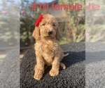 Small Photo #10 Labradoodle Puppy For Sale in PORTERVILLE, CA, USA