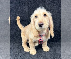 Bassetoodle Dogs for adoption in Grafton, WI, USA