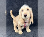 Small Bassetoodle