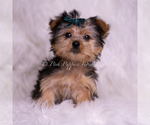 Puppy Skeeter Yorkshire Terrier