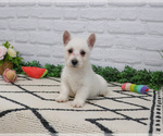 Small #7 West Highland White Terrier