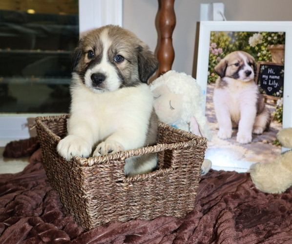 Medium Photo #10 Aussie Pyrenees Puppy For Sale in LEXINGTON, SC, USA