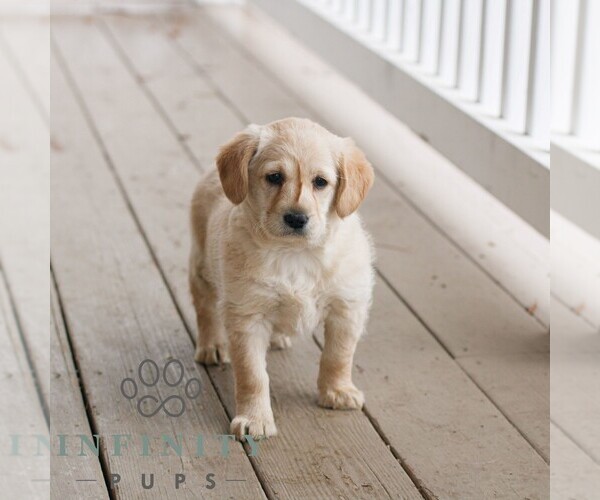 Medium Photo #4 Miniature Labradoodle Puppy For Sale in NARVON, PA, USA