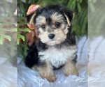 Small #7 Morkie