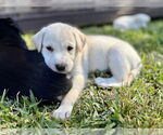 Small #3 Labrador Retriever Mix