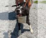 Small #1 Labrador Retriever Mix