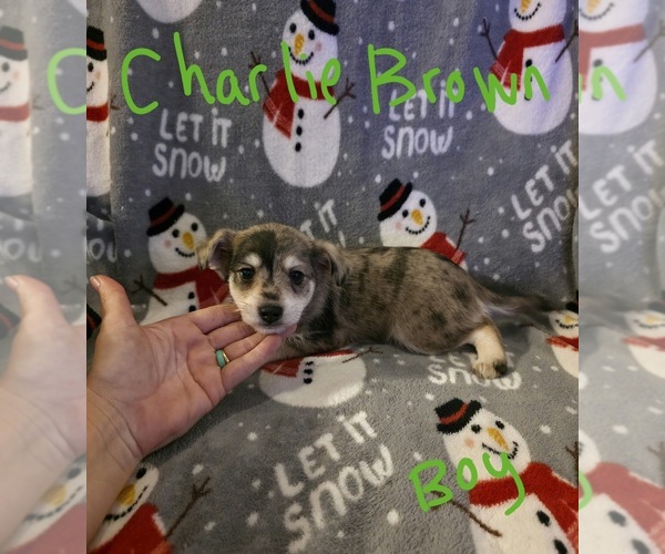 Medium Photo #3 Chizer Puppy For Sale in MONTEZUMA, GA, USA