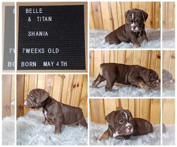 Medium Photo #5 Olde English Bulldogge Puppy For Sale in PINE VILLAGE, IN, USA