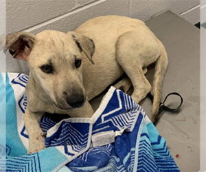 German Shepherd Dog-Unknown Mix Dogs for adoption in Corpus Christi, TX, USA
