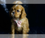 Small Photo #77 Cavalier King Charles Spaniel Puppy For Sale in WARSAW, IN, USA