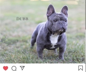 Father of the French Bulldog puppies born on 09/03/2019