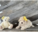 Puppy Lester Bichpoo