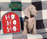 Small Photo #21 Weimaraner Puppy For Sale in NEWCASTLE, OK, USA