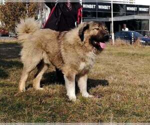 Father of the Caucasian Shepherd Dog puppies born on 03/16/2021