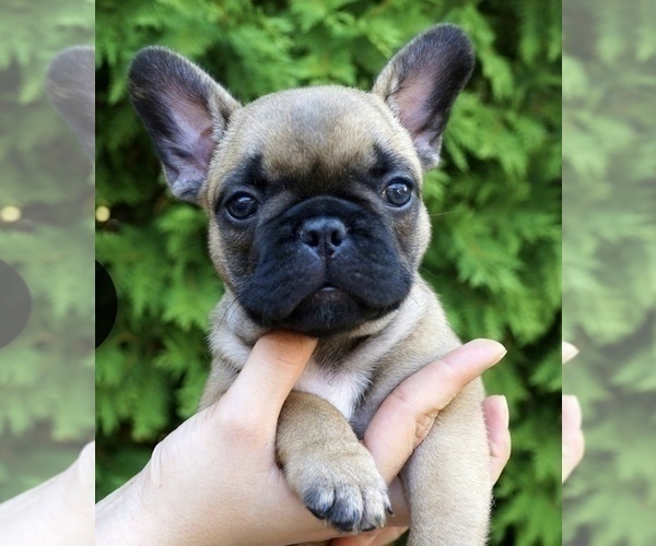 Medium Photo #2 French Bulldog Puppy For Sale in STATEN ISLAND, NY, USA