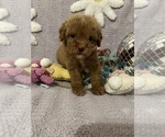 Small Photo #20 Poodle (Toy) Puppy For Sale in SYLMAR, CA, USA