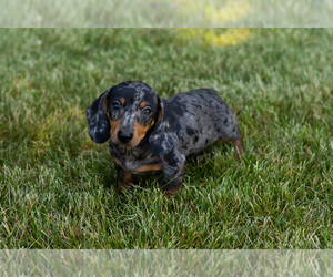 Dachshund Puppy for sale in MILFORD, IN, USA