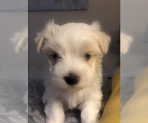 Maltese Puppy for sale in SUWANEE, GA, USA