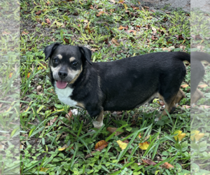 Wally - Male Dachshund-Unknown Mix Dog for Adoption - Photo #6