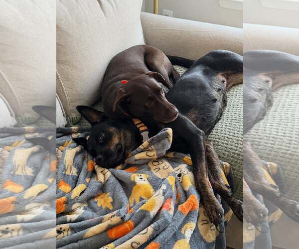 Medium Photo #2 Mutt Puppy For Sale in Houston, TX, USA